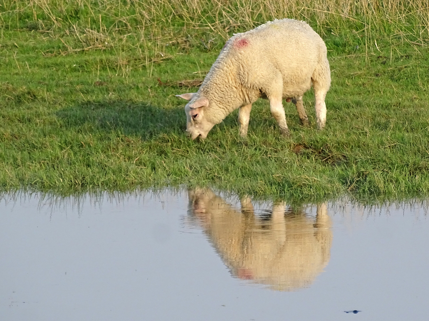 Spiegelung 14.4.2020