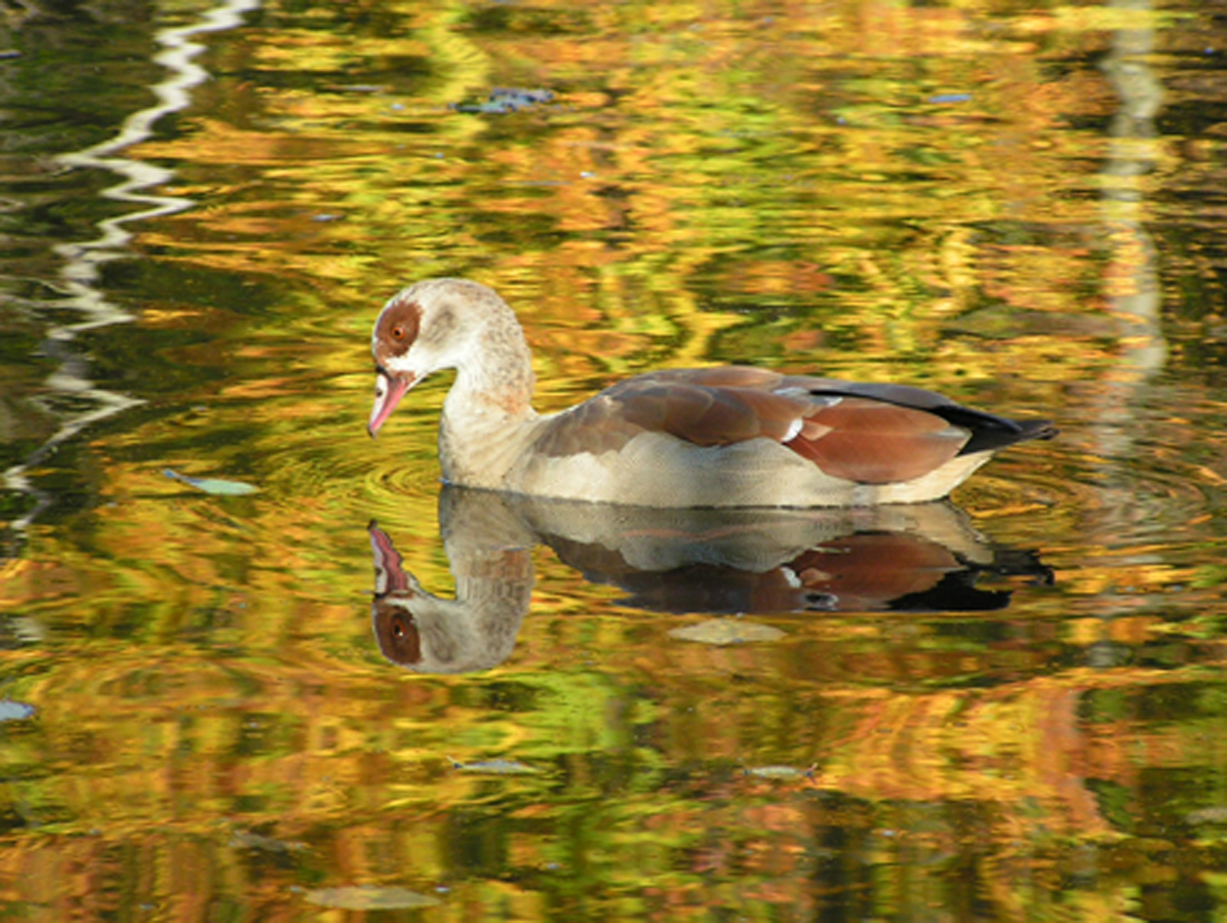 Spiegelung 2