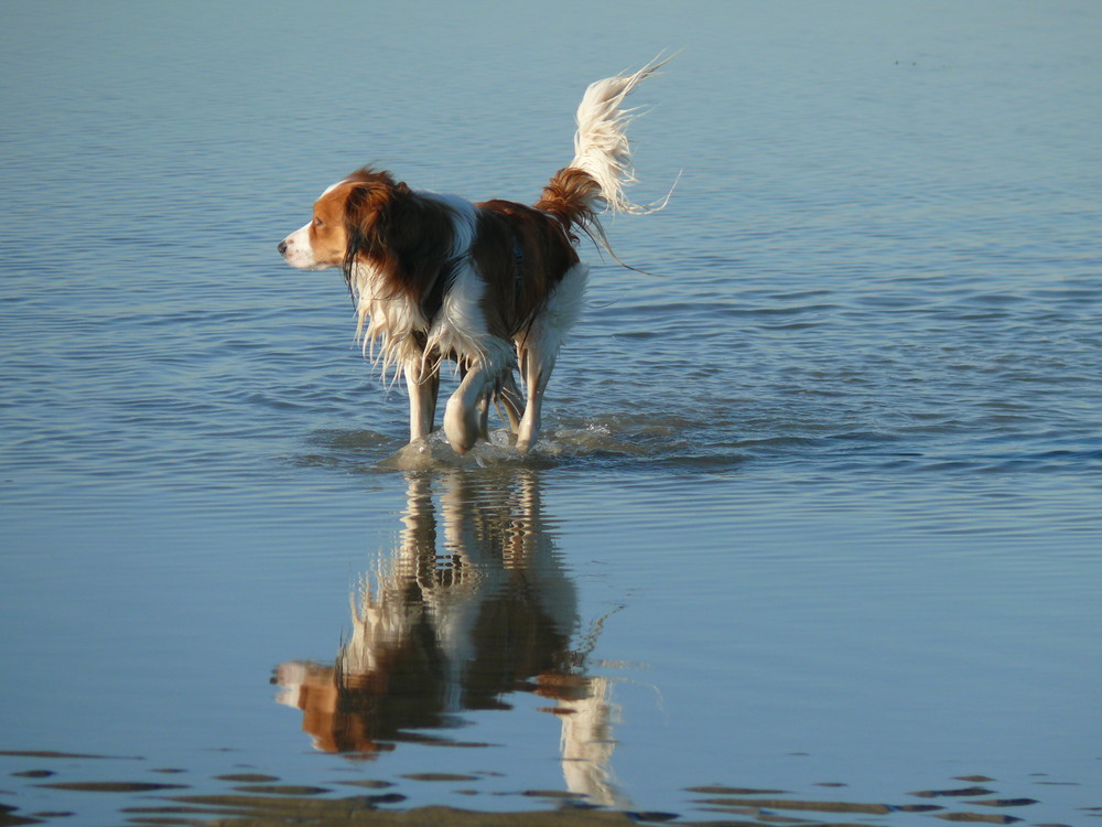 Spiegelung