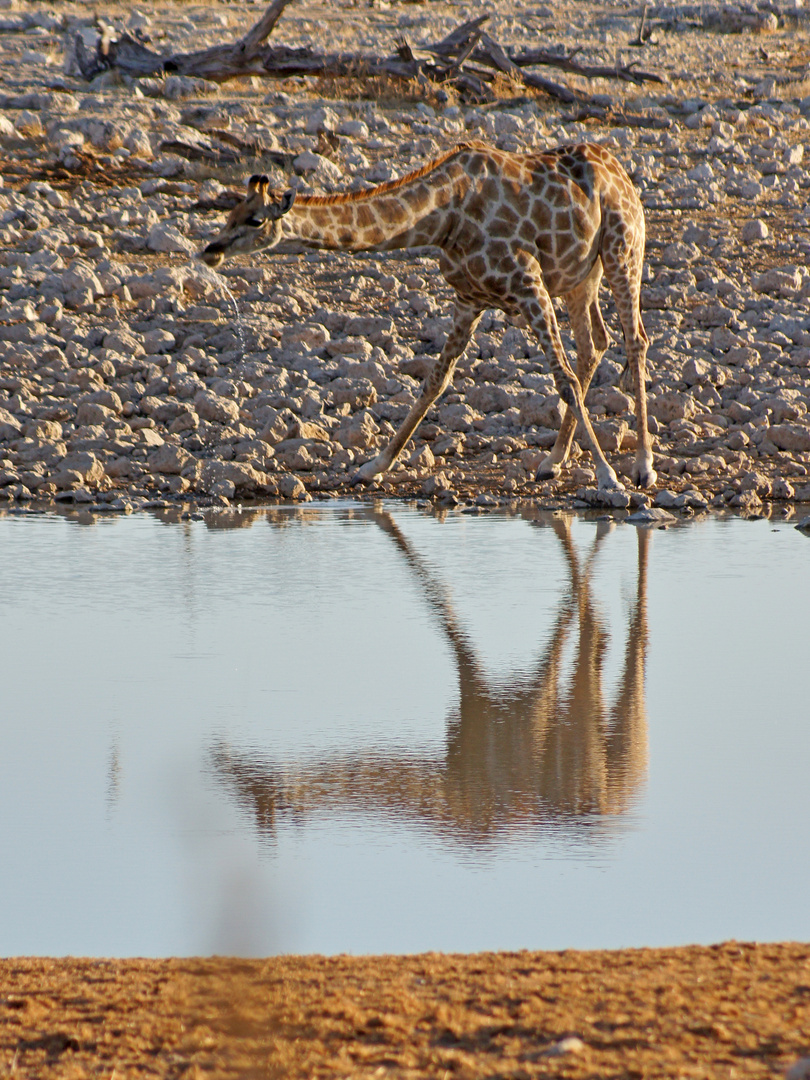 Spiegelung