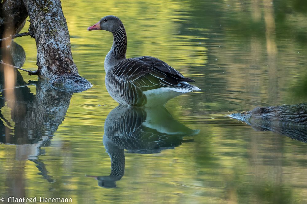 Spiegelung