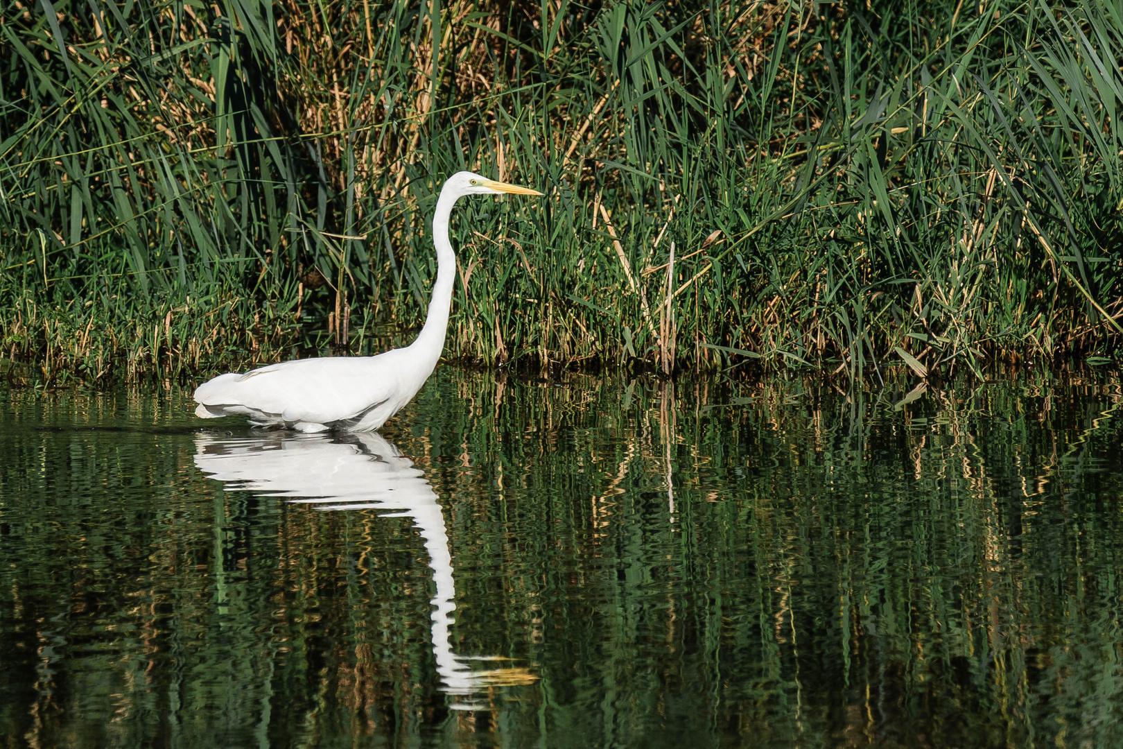 Spiegelung