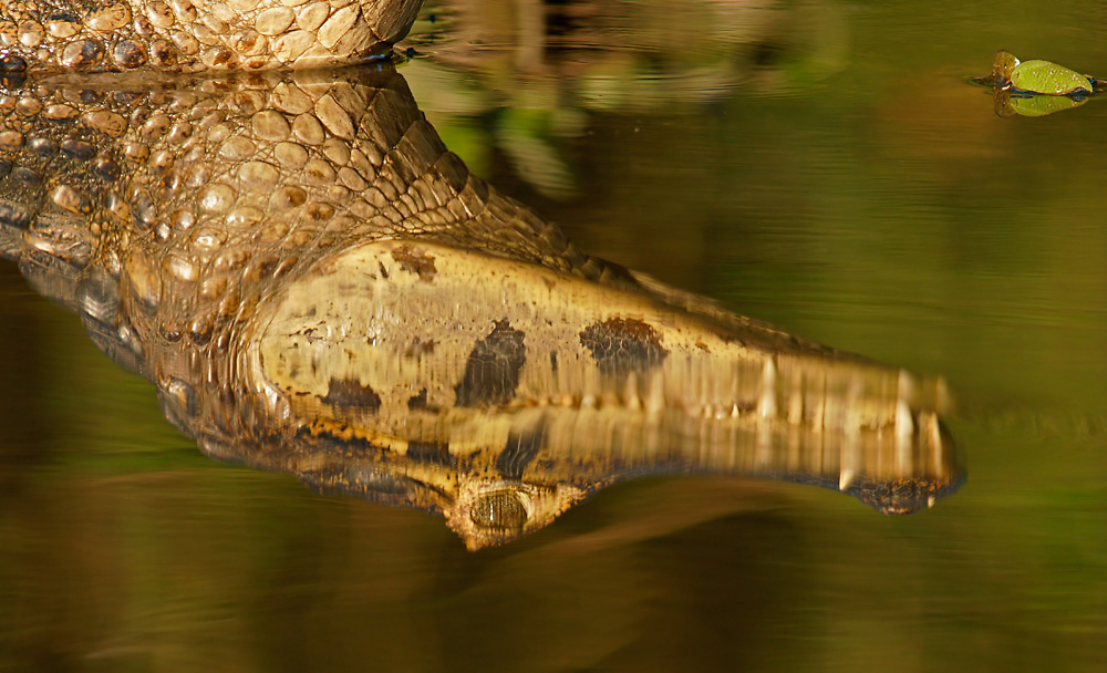 Spiegelung