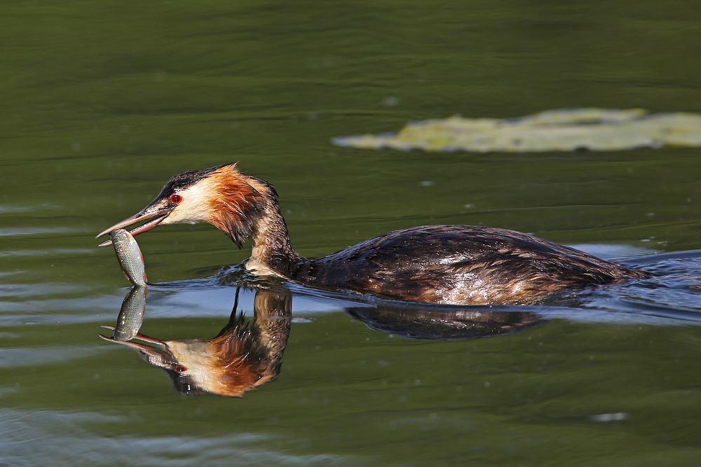 Spiegelung