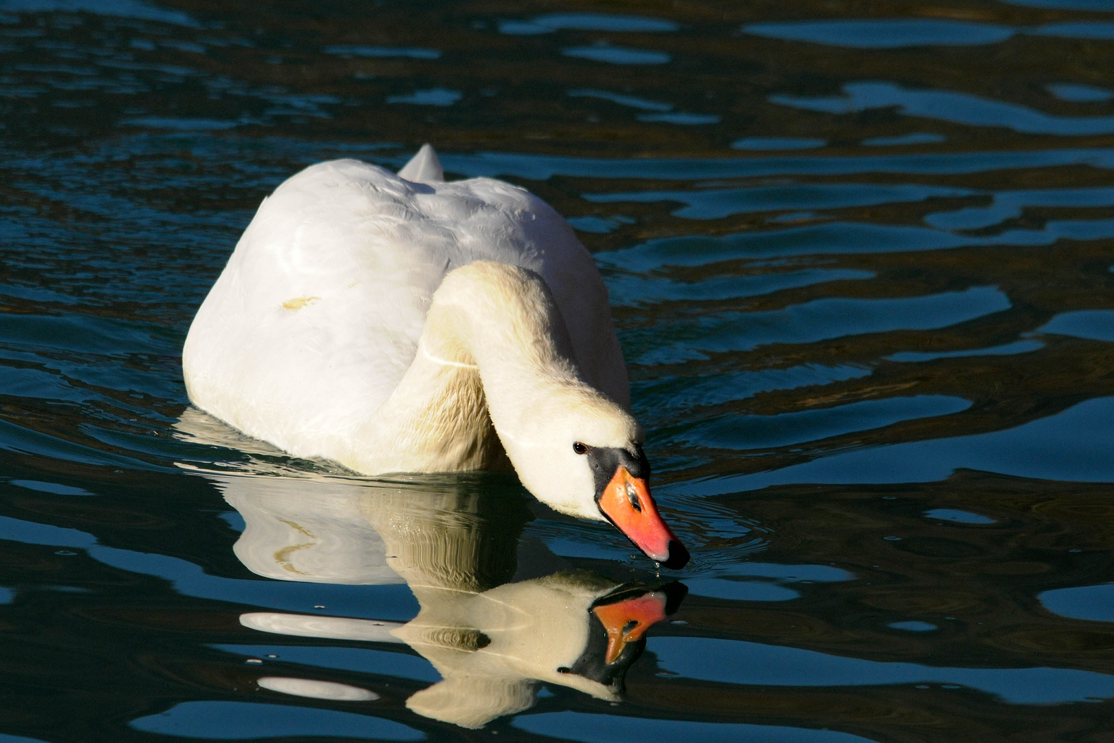 Spiegelung