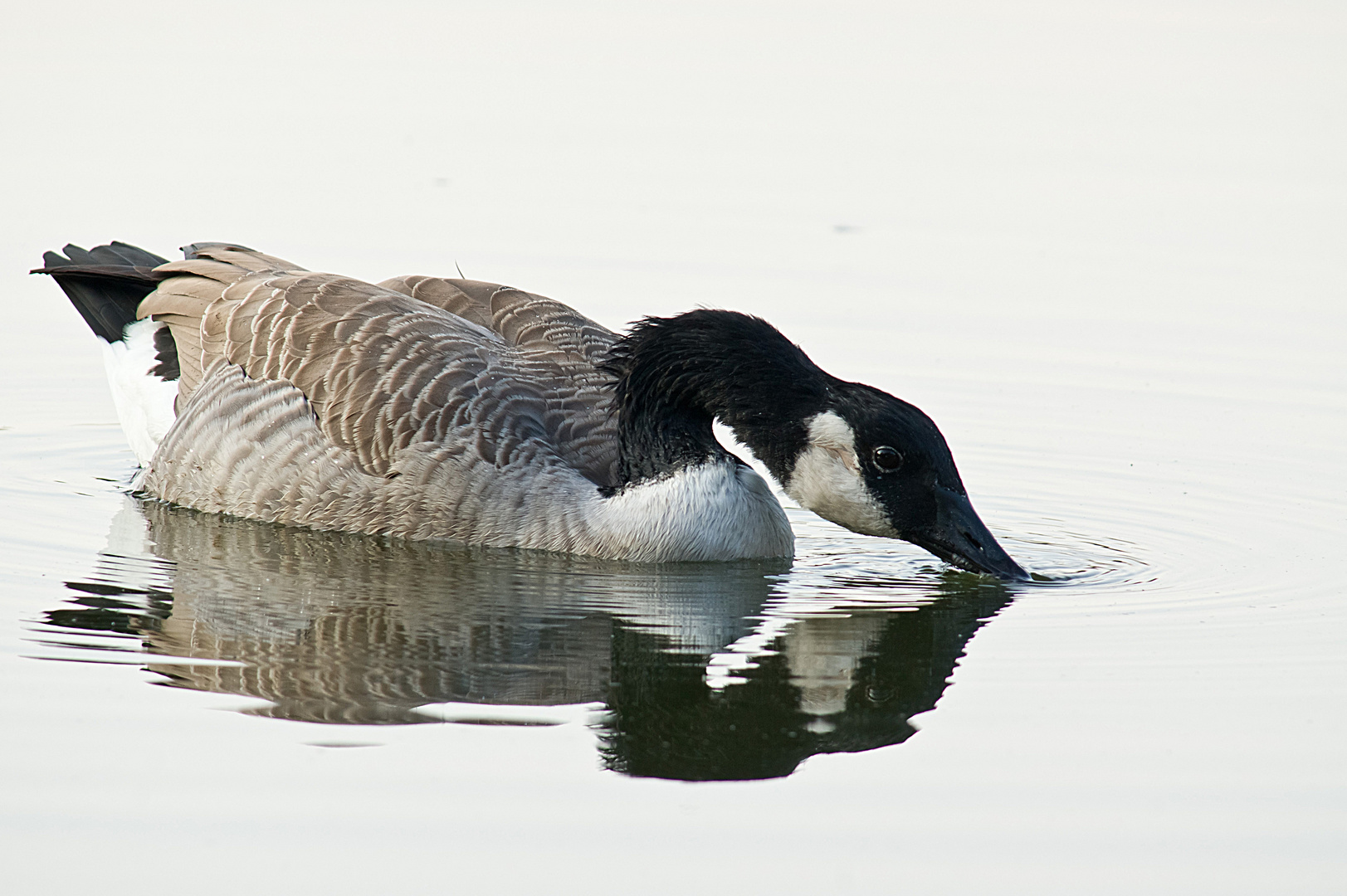 Spiegelung