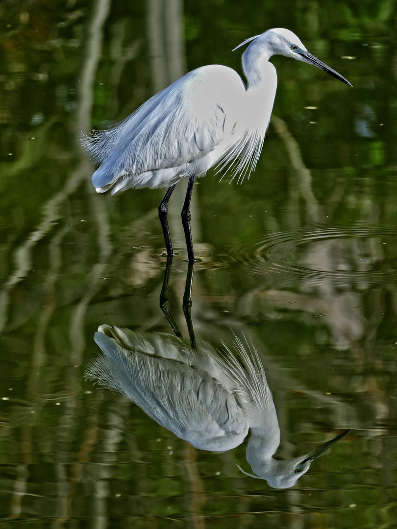 Spiegelung