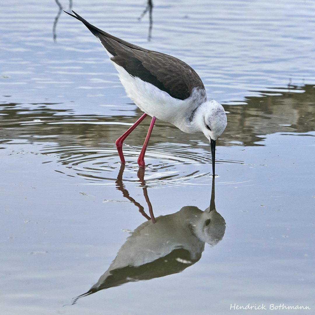 Spiegelung