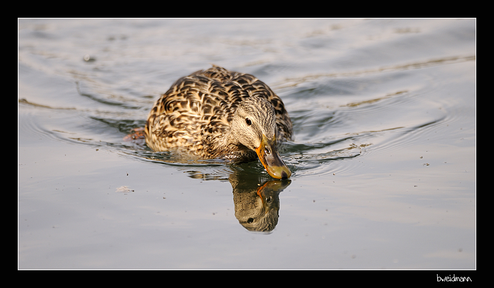 Spiegelung