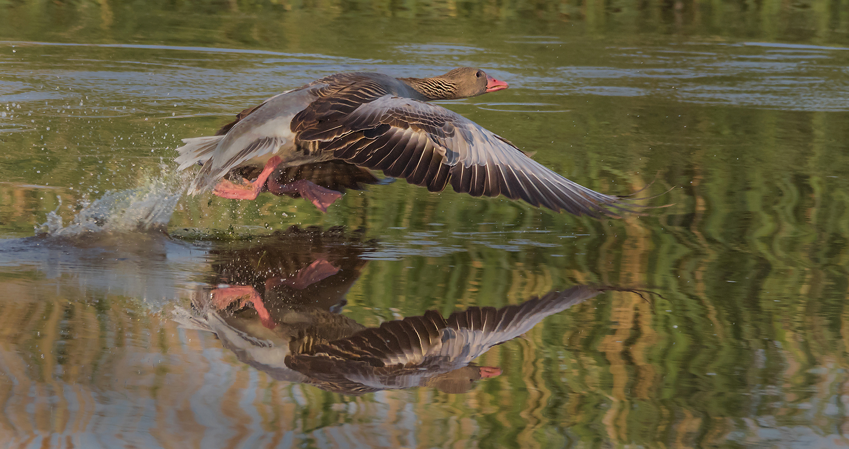 Spiegelung