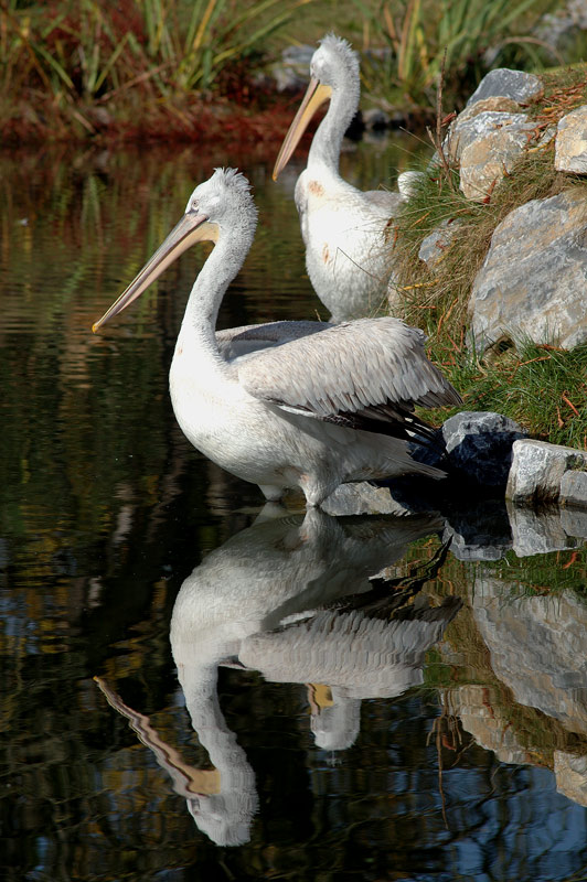 Spiegelung