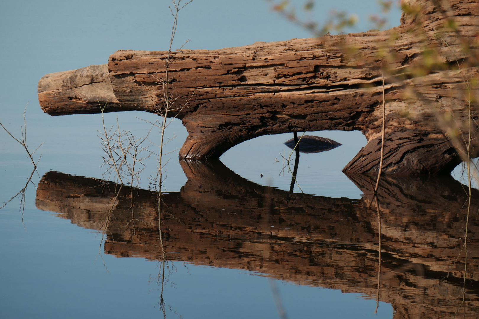 Spiegelung am Amazonas