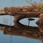 Spiegelung am Amazonas