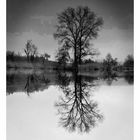 Spiegelung am Badsee 