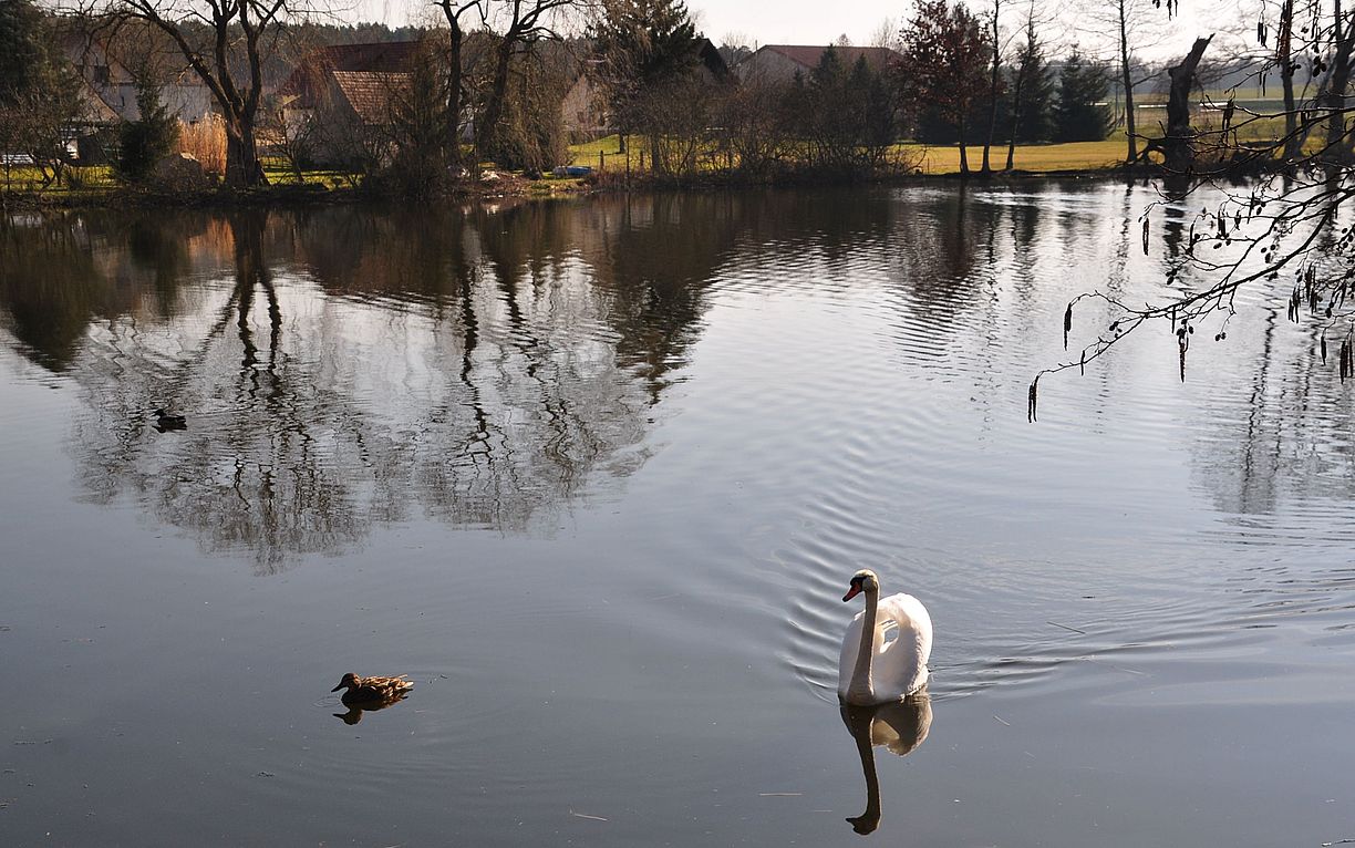 Spiegelung am Dorfteich