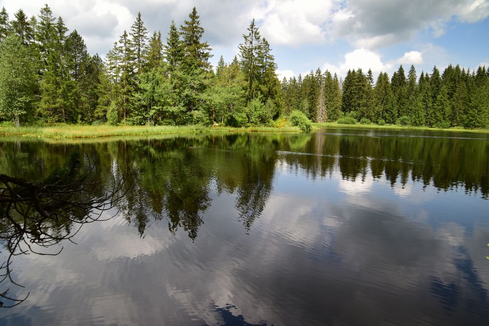 Spiegelung am Etang de la Gruère