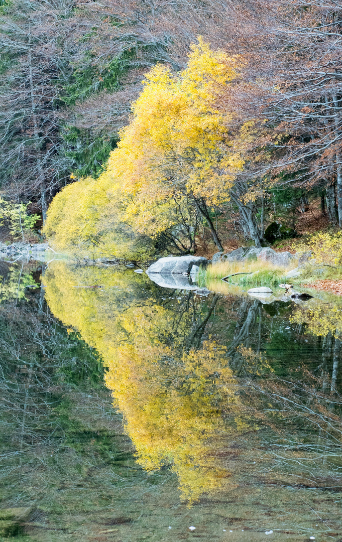 Spiegelung am Feldsee (Schwarzwald)