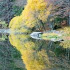 Spiegelung am Feldsee (Schwarzwald)