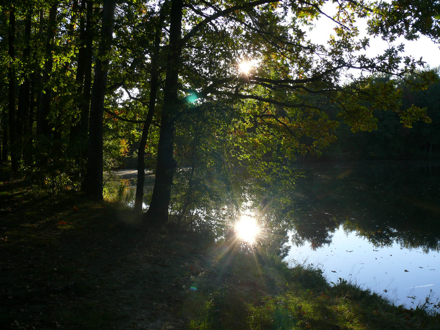 Spiegelung am Fischteich