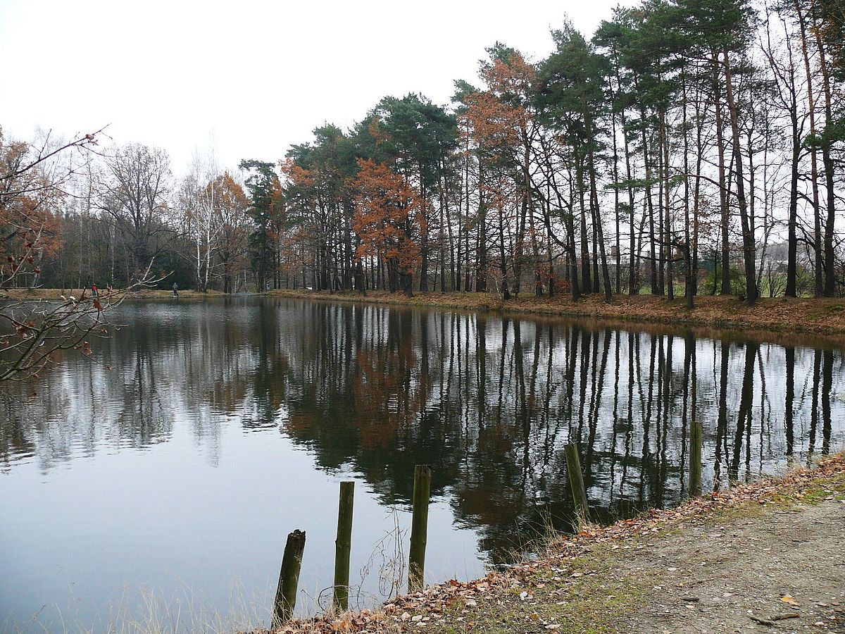 Spiegelung am Fischteich