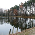 Spiegelung am Fischteich