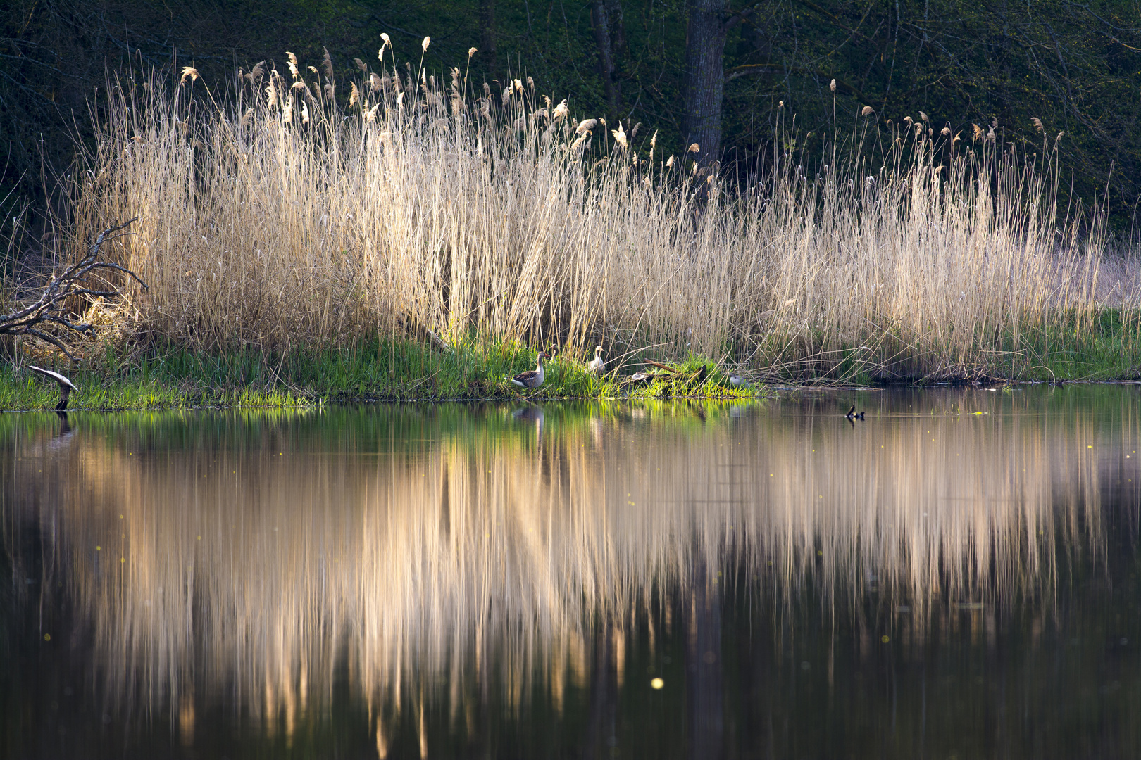 Spiegelung am Fluss