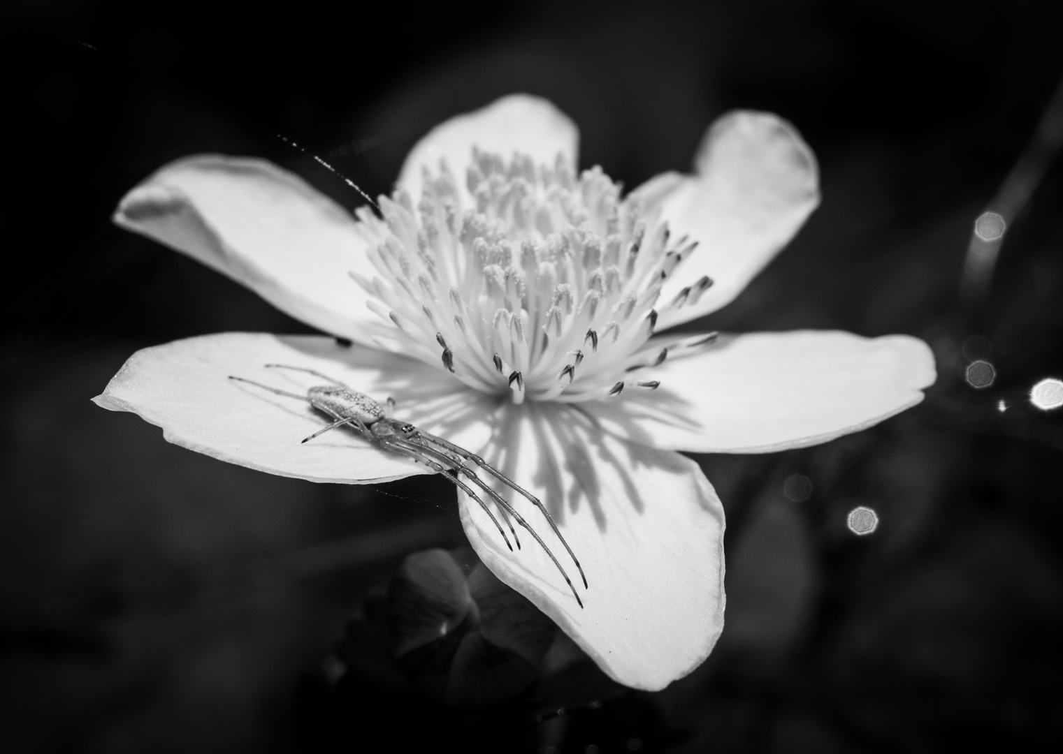 Spiegelung am Gartenteich