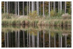 Spiegelung am Hackensee