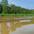 Spiegelung am Kinabatangan