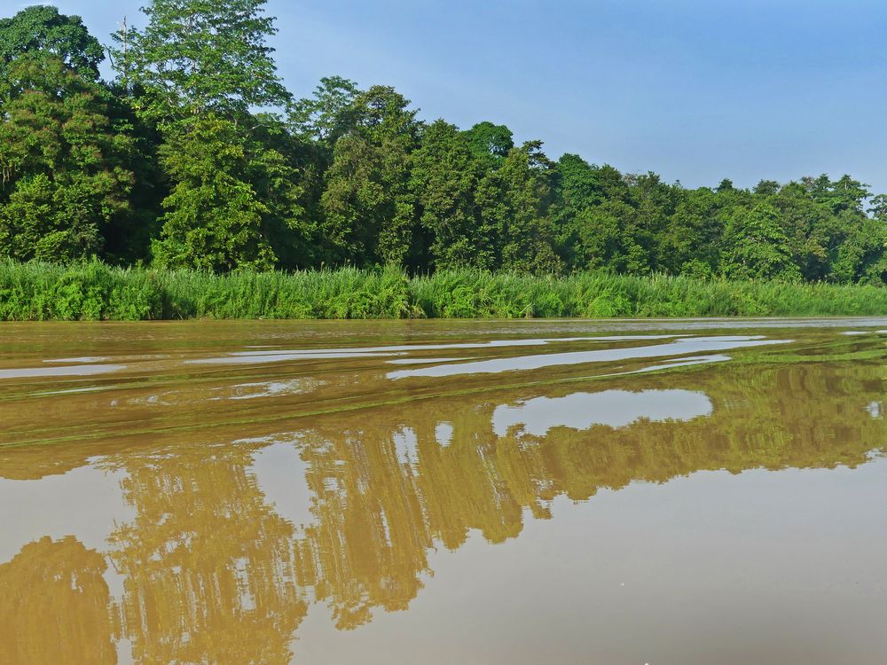 Spiegelung am Kinabatangan