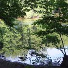 Spiegelung am kleinen See im Wald