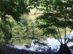 Spiegelung am kleinen See im Wald
