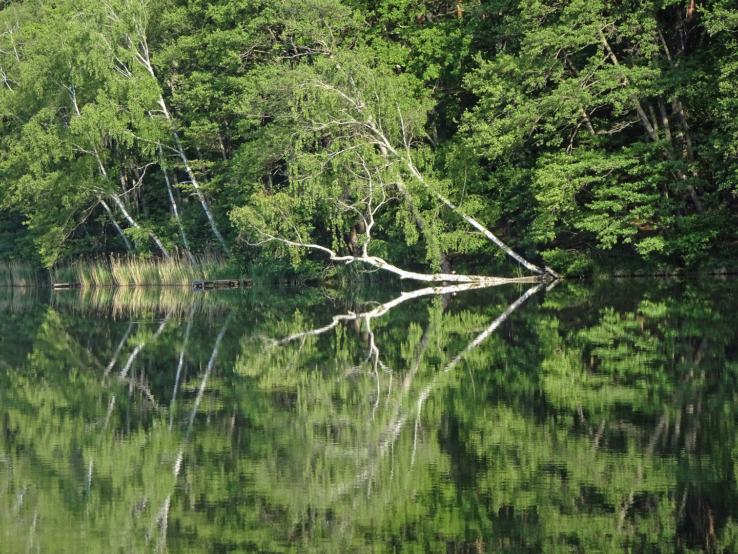 Spiegelung am Lellichower See