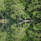 Spiegelung am Lellichower See