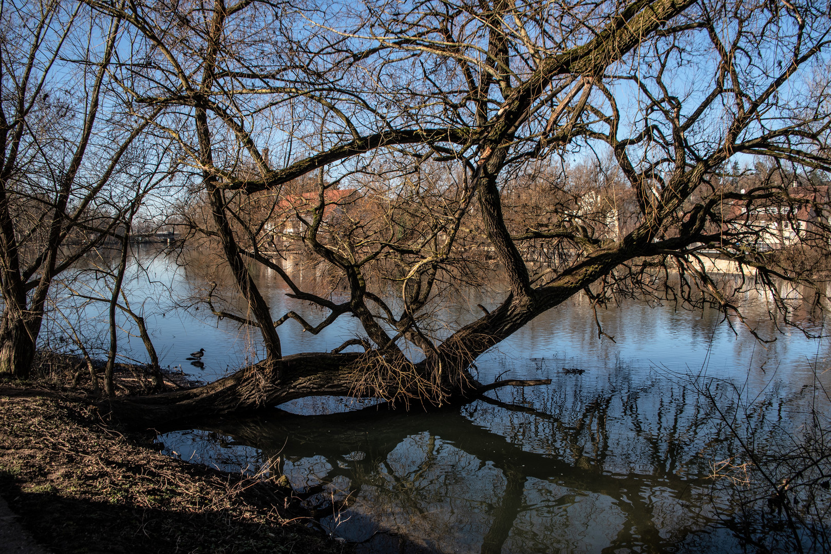 Spiegelung am Neckar