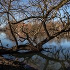 Spiegelung am Neckar