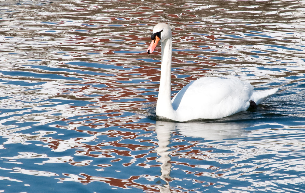 SPIEGELUNG AM NYMPHENBURGER KANAL