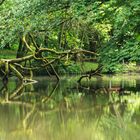 Spiegelung am See