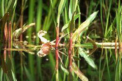 Spiegelung am Teich 2