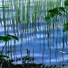 SPIEGELUNG AM TEICH