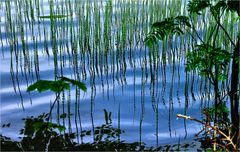 SPIEGELUNG AM TEICH