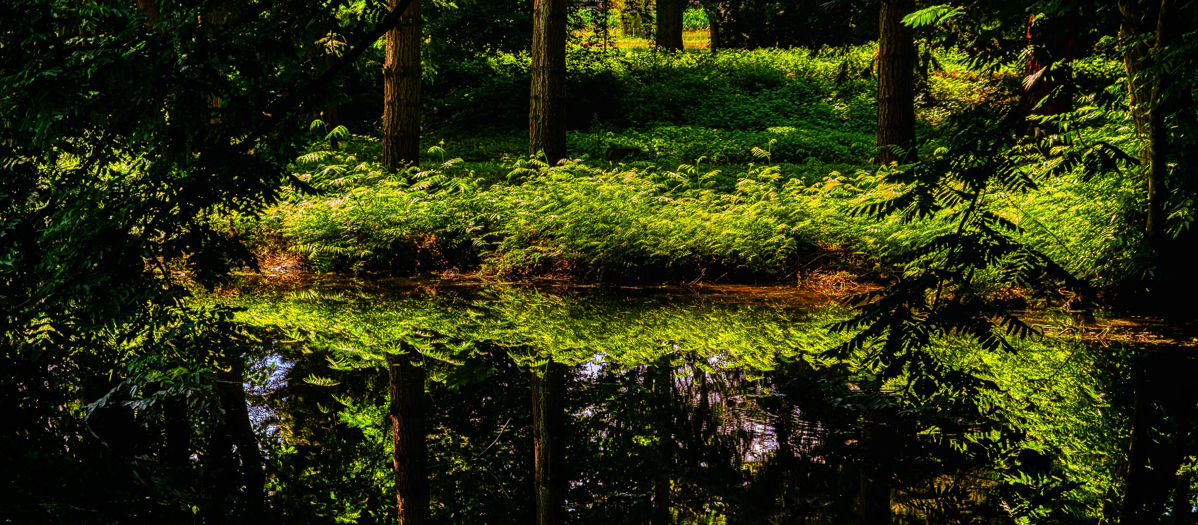 Spiegelung am Teich