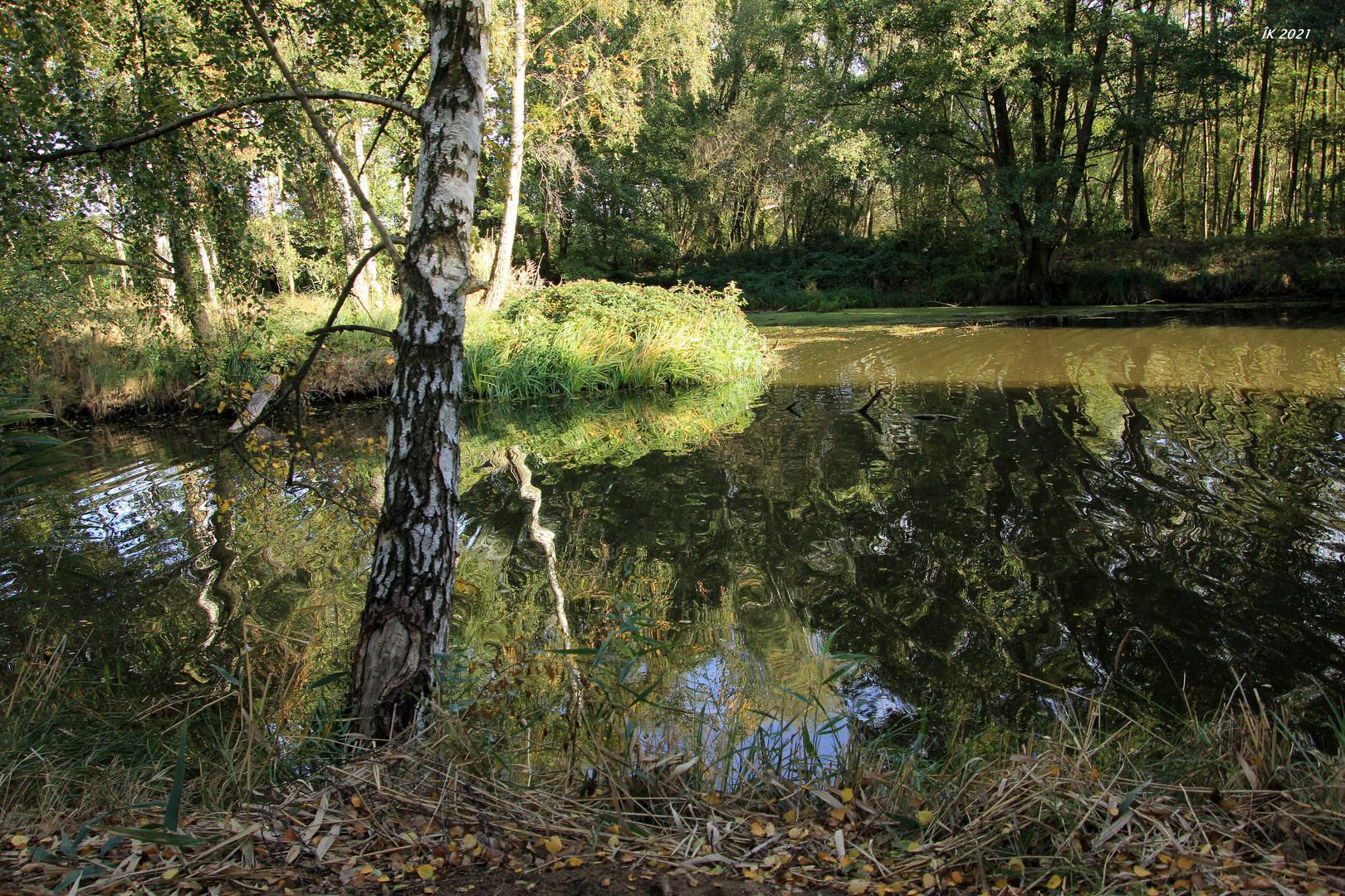 Spiegelung am Teich