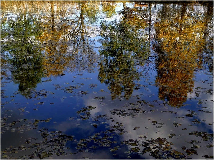 Spiegelung am Teich