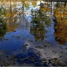Spiegelung am Teich