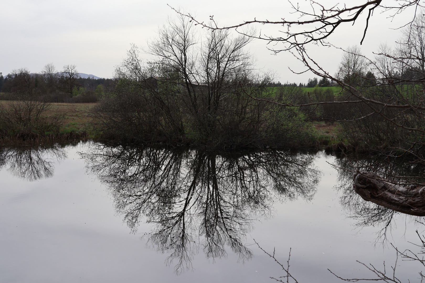 Spiegelung am Teich