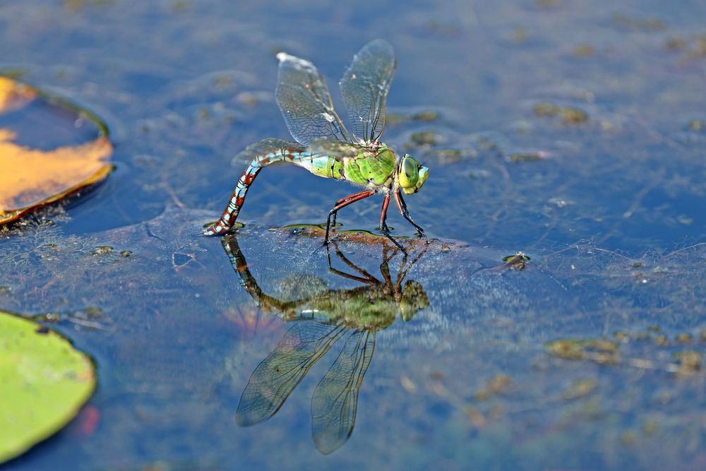 Spiegelung am Teich Foto & Bild tiere, wildlife, libellen Bilder auf