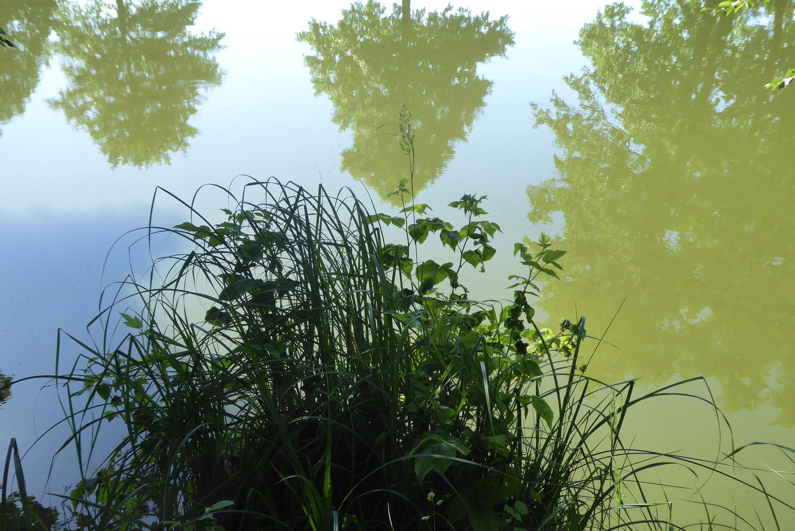 Spiegelung am Teich