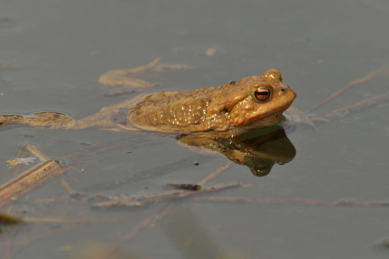 Spiegelung am Teich