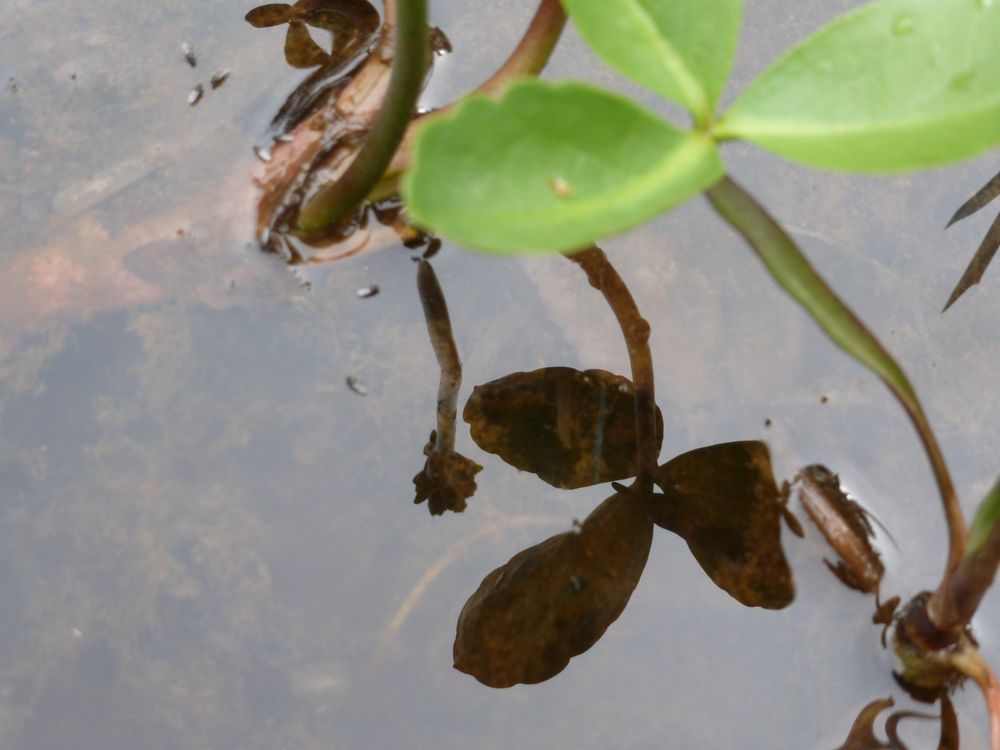 Spiegelung am Teich